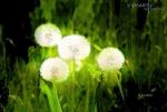 laternchen-am-wegesrand - visartis®