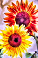in-der-sonne - visartis®