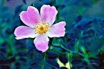botschafter - visartis®