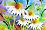 echinacea - visartis®