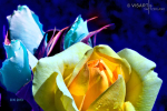 rosen-im-mondschein - visartis®