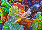 winterblaetter - visartis®