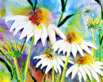 echinacea - visartis®