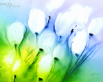 tulpen-im-wind - visartis®