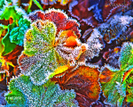 winterblaetter - visartis®