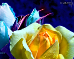 rosen-im-mondschein - visartis®
