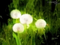 laternchen-am-wegesrand - visartis®